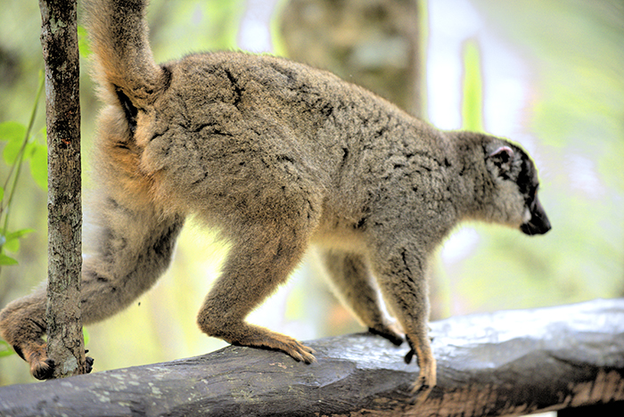 Brown Bamboo lemur